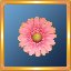 Pink Gerber Daisy