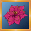 Hot Pink Poinsettia