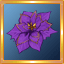 Dark Purple Poinsettia