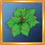 Green Poinsettia