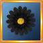Black Gerber Daisy