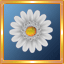 White Gerber Daisy
