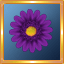 D.Purple Gerber Daisy