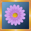 Purple Gerber Daisy