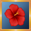 Red Hibiscus
