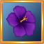 Purple Hibiscus