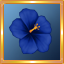 Blue Hibiscus