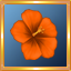 Orange Hibiscus