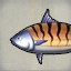 Tiger Tuna