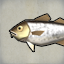 Stone Cod