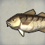 Muscle Cod
