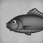 Black Koi