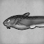 Black Catfish
