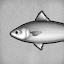 Black Mackerel