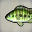 Tilapia
