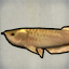 Arowana
