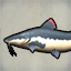 Redtail Catfish