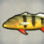 Peacock Bass