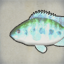 Transparent Tilapia