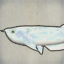 Transparent Arowana