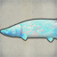 Transparent Pirarucu